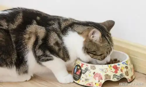 寿命不长的猫,多半有这6个特征,希望你家猫一个不中