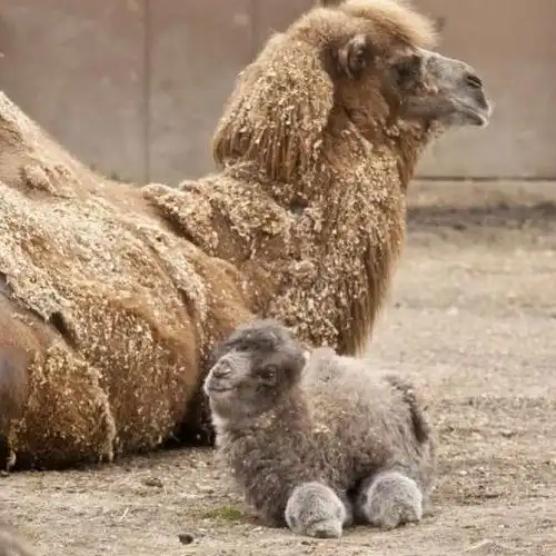 30个最治愈的动物趣味时刻,赶走你的坏心情
