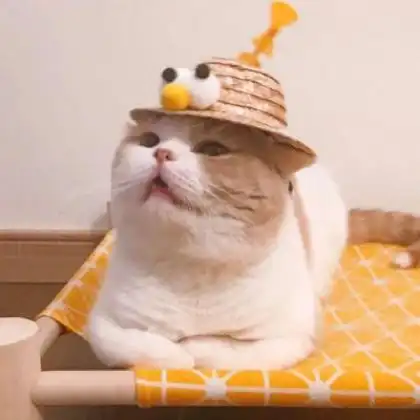猫猫情侣头像高清