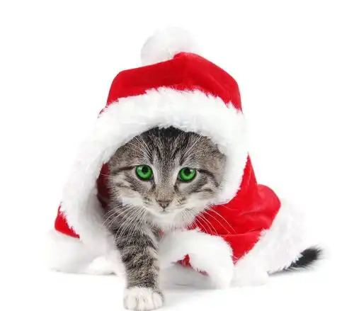 猫咪可是擅长伪装自己的动物,铲屎官们要注意啦