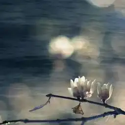 资本和媒体时代的诗歌无能的写作和无能的批评洞见