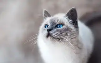 如何正确的选择一款猫粮
