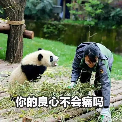熊猫生气表情包我可是享受国宝待遇的,你的良心不会痛吗