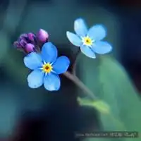 好运吉利微信花朵头像微信头像图片大全