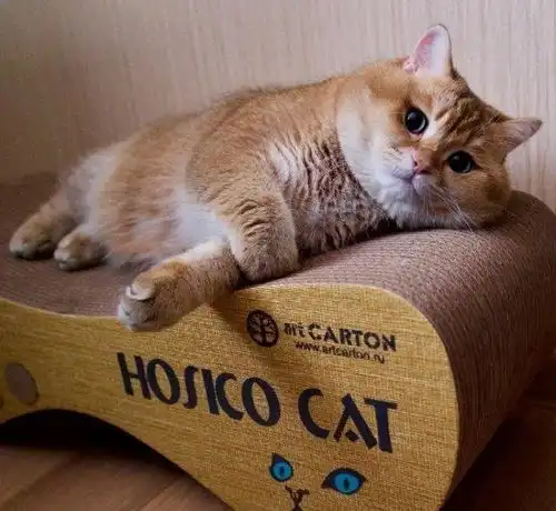 十个橘猫九个胖,还有一只特别胖终于知道橘猫胖的真相了