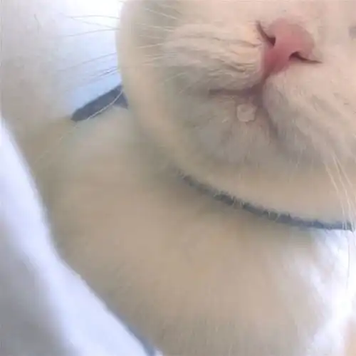 第7期喵头像520头像,都是甜甜甜甜的味道