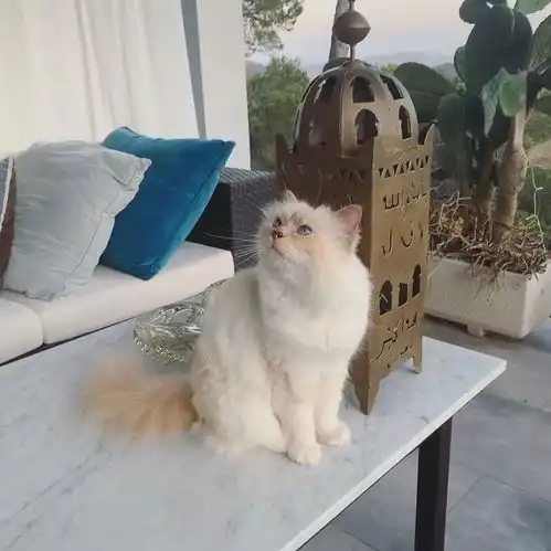 老佛爷逝世一周年,那只继承了21亿遗产的爱猫现在过得怎么样