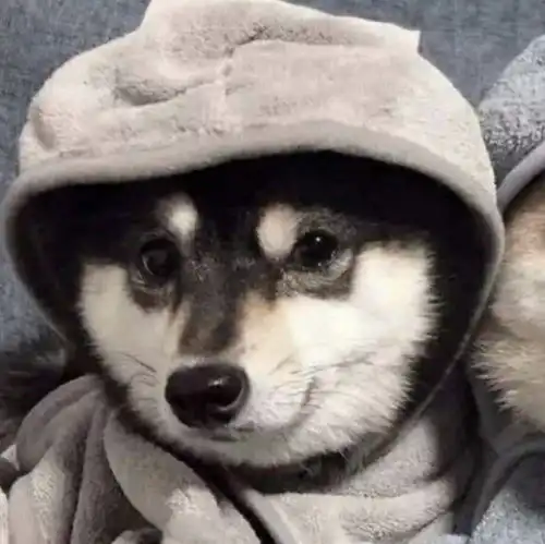 适合好兄弟一起用的头像