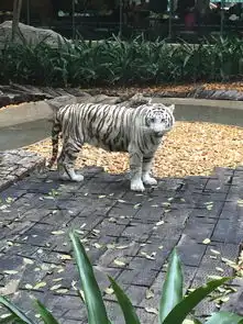 2016春节广州长隆亲子游