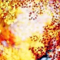 秋意浓浓的唯美风景景色头像图片