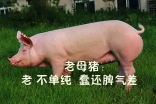 继犬系男孩之后,您的猫系女孩已上线...