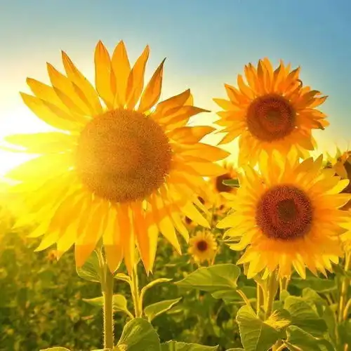 辽小朗读者no.58