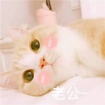 可爱萌猫情侣头像,命里有时终需有不要在意