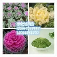 羽衣甘蓝粉价格型号图片