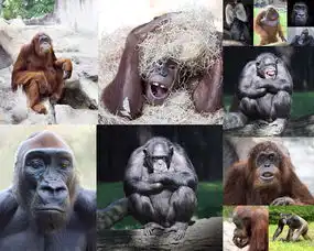 猿猴动物摄影高清图片