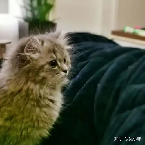 蓝猫和银渐层能配出什么样的小猫