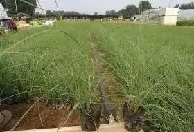 新晋网红景点广州旁边竟有一片粉色田野,萌到少女心酥炸