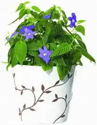 家居风水布置12星座的旺桃花家居