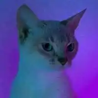 doggod主播电台网易云音乐