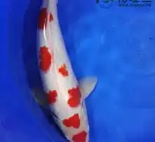 黄页88高清图片