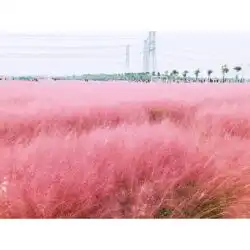 安徽粉黛乱子草苗子种植价格