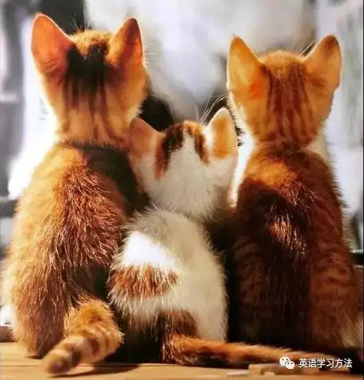 这些成语翻译真是绝了,绝对是英语写作加分项