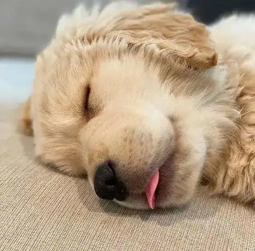 不要眨眼,你的金毛小可爱突然出现