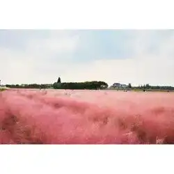 浙江粉黛乱子草苗培育