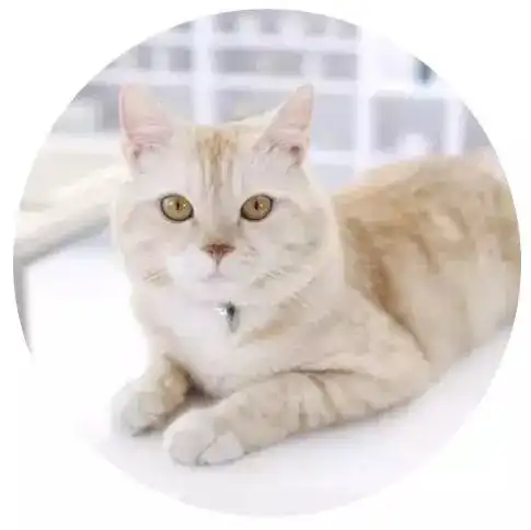 猫系动物头像男友