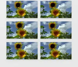 阳光下向日葵特写美姿实拍视频素材下载mp4格式1280720像素熊猫办公