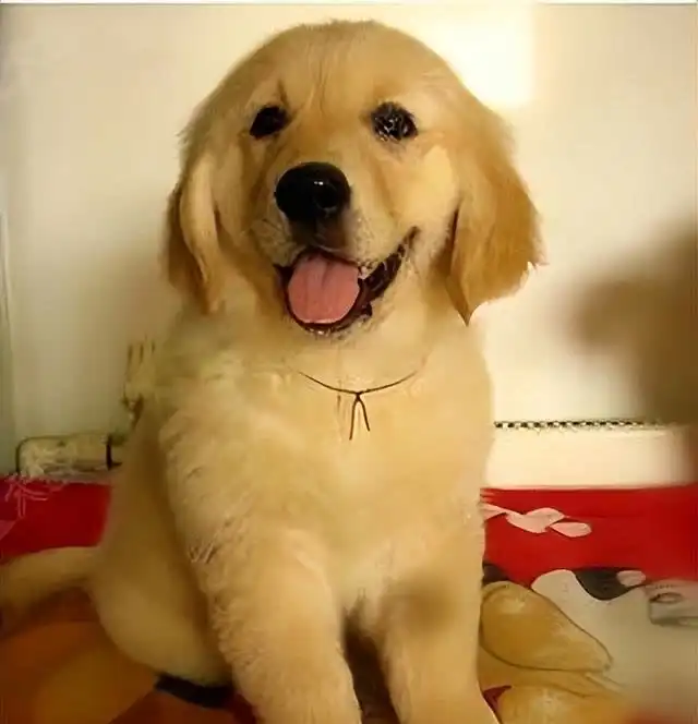 3个月小金毛因太丑在宠物店无人问津,被我买回家后老板亏大了