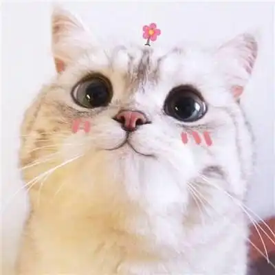 卡哇伊的可爱小猫卡通头像