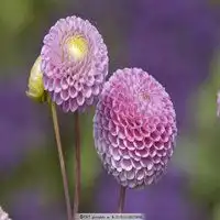 微信头像粉色花朵图片大全微信头像图片大全