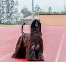 世界上最漂亮的狗长这样,毛发长半米