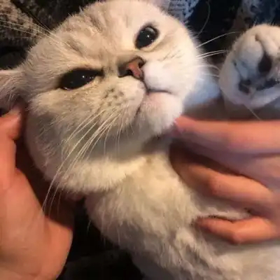 怀中猫,