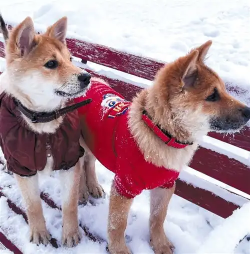 被当成嫁妆带到新疆广西狗狗走红网络
