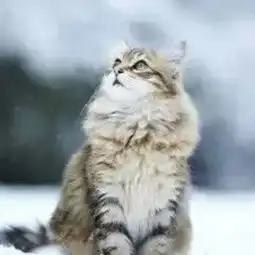 米其林轮胎pilotsport424540r1998yzrxlmichelin