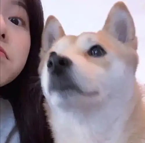 女生头像带动物的女头,欢迎来取