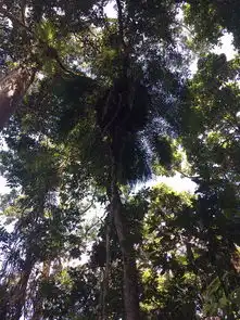 库兰达热带雨林,感受原始大自然之美