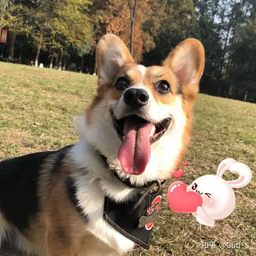 女孩子在家养狗是养柯基还得泰迪比较好