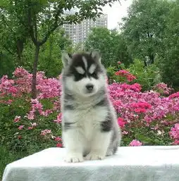 最专业权威犬舍出售纯种哈士奇幼犬三火蓝眼哈士奇
