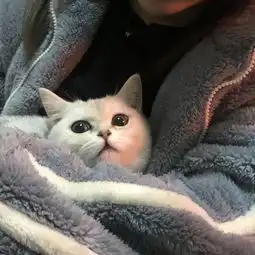 家养银渐层妹妹找新家