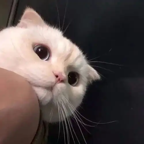 治愈系男生抱猫头像总有一些温暖与你不期而遇