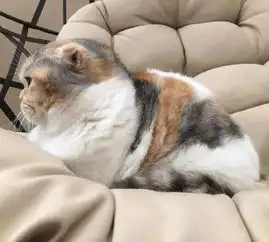 一起感受下有猫的快乐,有点过分可爱了