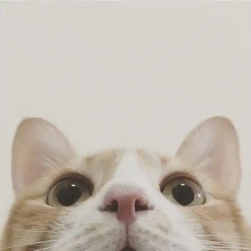 治愈系的猫咪女生头像一