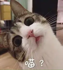 测试猫系女孩才是真实的天蝎girl啊