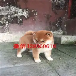 漯河犬舍哪卖纯种柴犬多少钱哪里有纯种柴犬出售赛级柴犬纯种日系柴犬日系纯种血统柴犬黑柴