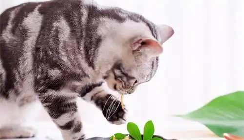 猫咪饮食五大误区,条条是陷阱,你中了几个
