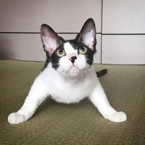 德文卷毛猫特别粘人,晚上要挨着我头睡怎么办