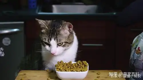 猫咪很脆弱的几个部位,哪怕是犯错,都不能打